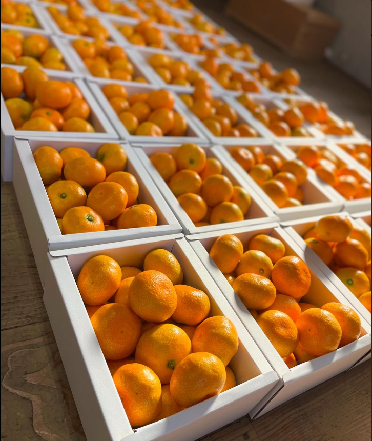 温室みかん」作業所販売開始のお知らせ | 三重県南伊勢町で【内瀬